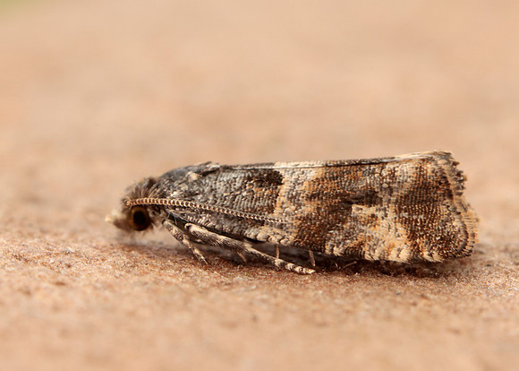 49.183 BF1108 Lobesia abscisana