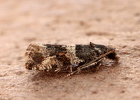 49.183 BF1108 Lobesia abscisana