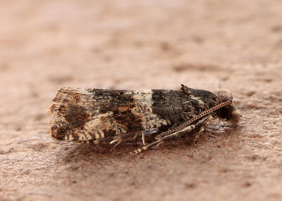 49.183 BF1108 Lobesia abscisana