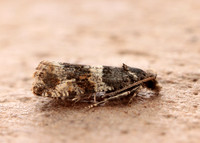 49.183 BF1108 Lobesia abscisana