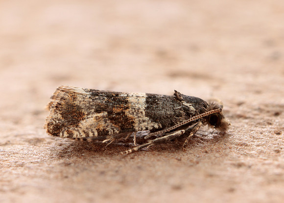 49.183 BF1108 Lobesia abscisana