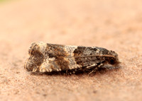 49.183 BF1108 Lobesia abscisana
