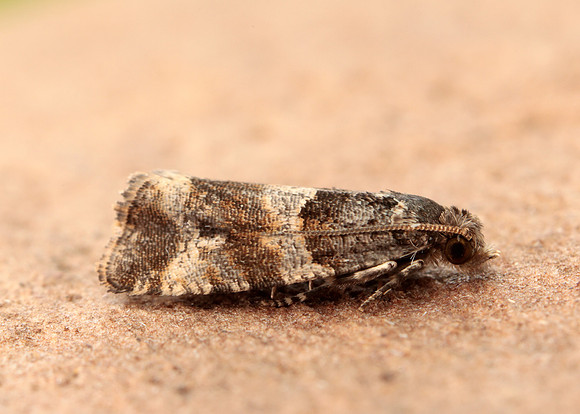 49.183 BF1108 Lobesia abscisana