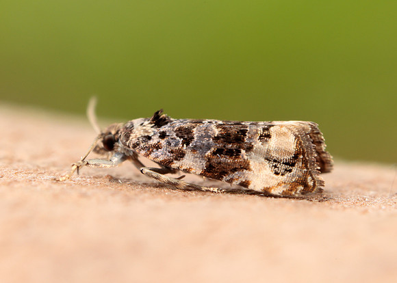 49.186 BF1097 Endothenia gentianaeana