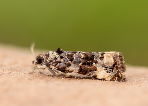 49.186 BF1097 Endothenia gentianaeana
