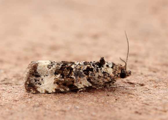 49.186 BF1097 Endothenia gentianaeana