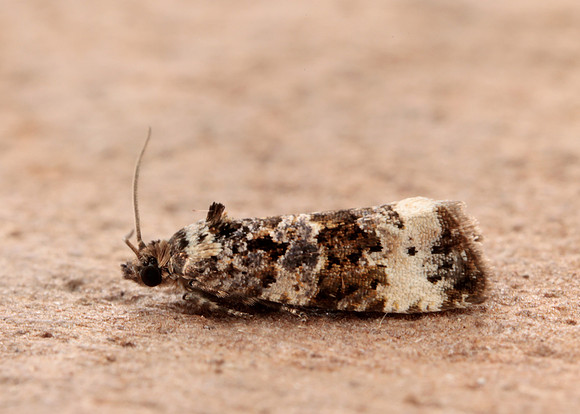 49.186 BF1097 Endothenia gentianaeana