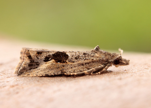 49.193 BF1104 Endothenia quadrimaculana