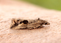 49.193 BF1104 Endothenia quadrimaculana