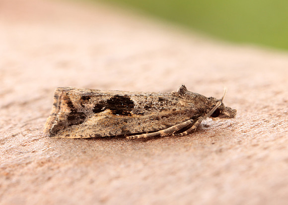 49.193 BF1104 Endothenia quadrimaculana
