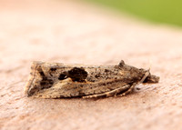 49.193 BF1104 Endothenia quadrimaculana