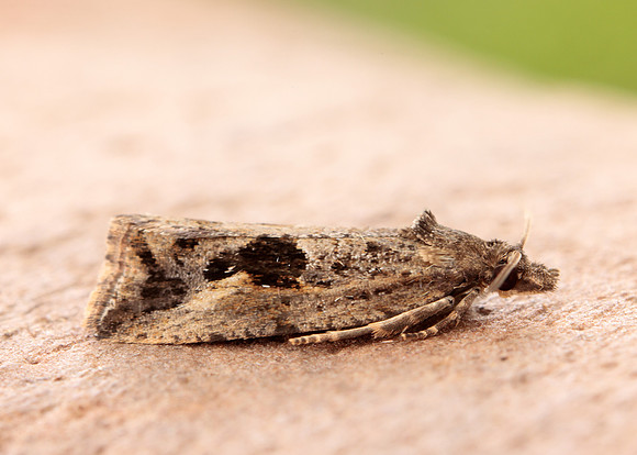 49.193 BF1104 Endothenia quadrimaculana