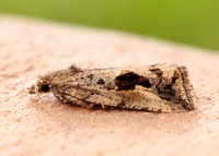 49.193 BF1104 Endothenia quadrimaculana