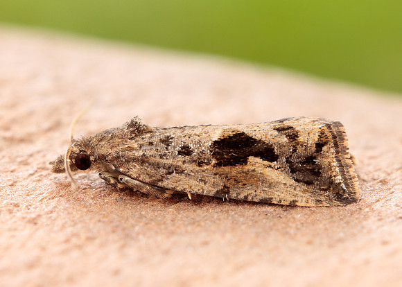 49.193 BF1104 Endothenia quadrimaculana