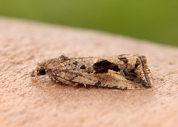 49.193 BF1104 Endothenia quadrimaculana