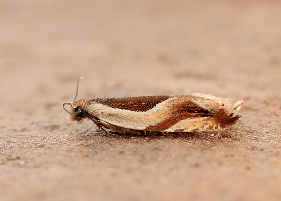 49.213 BF1127 Ancylis paludana