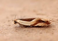 49.213 BF1127 Ancylis paludana