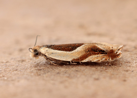 49.213 BF1127 Ancylis paludana