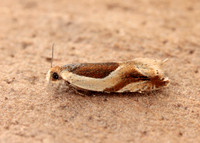 49.213 BF1127 Ancylis paludana