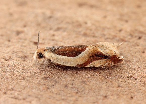 49.213 BF1127 Ancylis paludana