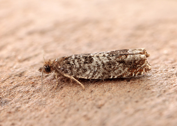 49.215 BF1115 Ancylis achatana