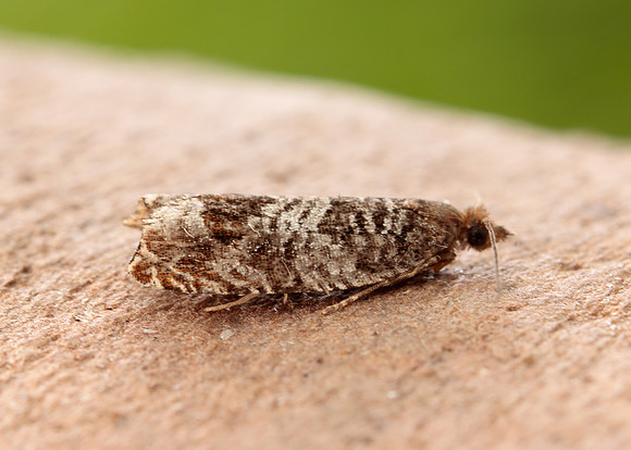 49.215 BF1115 Ancylis achatana