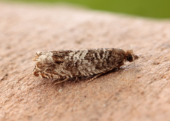 49.215 BF1115 Ancylis achatana