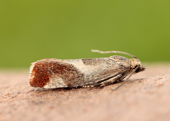 49.238 BF1147 Willow Tortrix Epinotia cruciana
