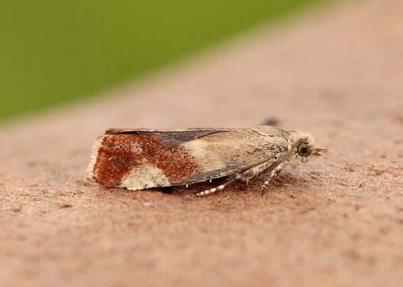 49.238 BF1147 Willow Tortrix Epinotia cruciana