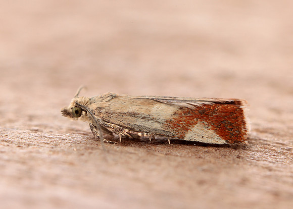49.238 BF1147 Willow Tortrix Epinotia cruciana