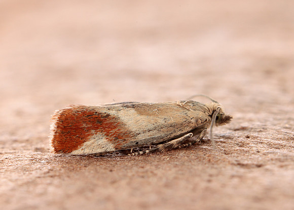 49.238 BF1147 Willow Tortrix Epinotia cruciana