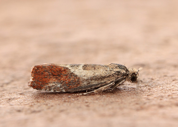 49.238 BF1147 Willow Tortrix Epinotia cruciana