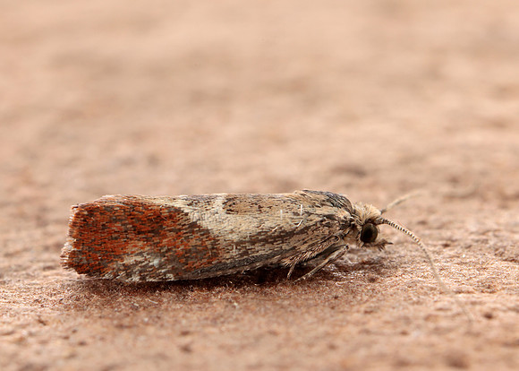 49.238 BF1147 Willow Tortrix Epinotia cruciana
