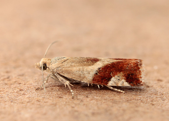 49.238 BF1147 Willow Tortrix Epinotia cruciana
