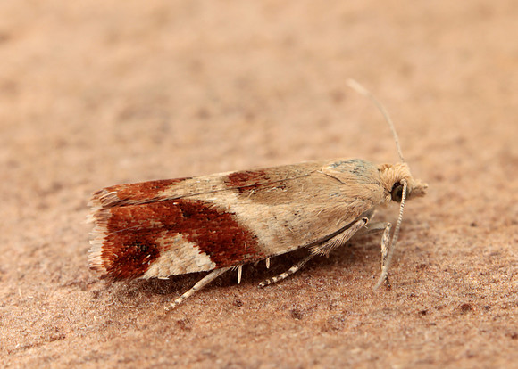 49.238 BF1147 Willow Tortrix Epinotia cruciana