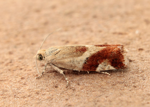 49.238 BF1147 Willow Tortrix Epinotia cruciana