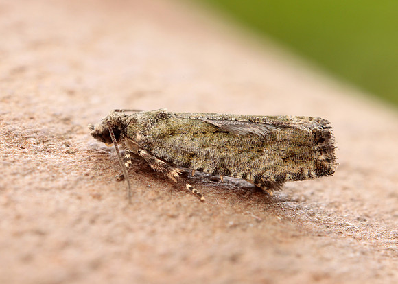 49.260 BF1165 Zeiraphera isertana