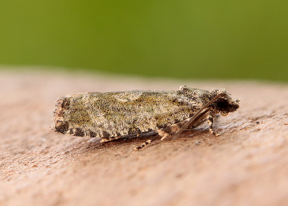 49.260 BF1165 Zeiraphera isertana