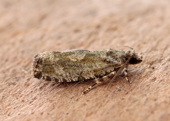 49.260 BF1165 Zeiraphera isertana