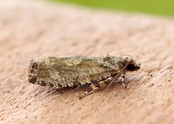 49.260 BF1165 Zeiraphera isertana