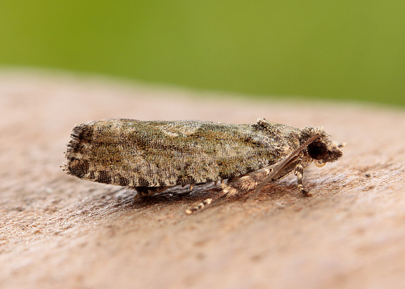 49.260 BF1165 Zeiraphera isertana