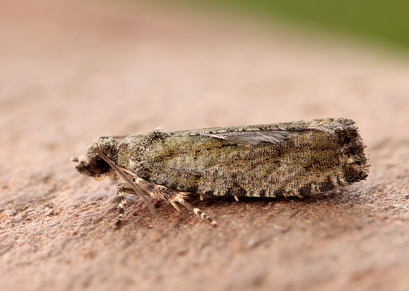 49.260 BF1165 Zeiraphera isertana