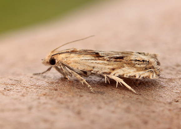 49.265 BF1201 Eucosma cana