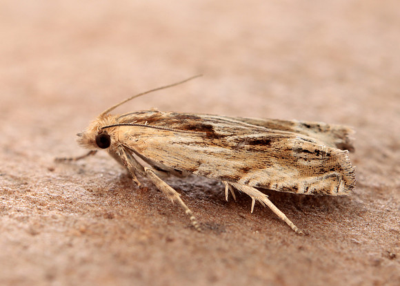 49.265 BF1201 Eucosma cana