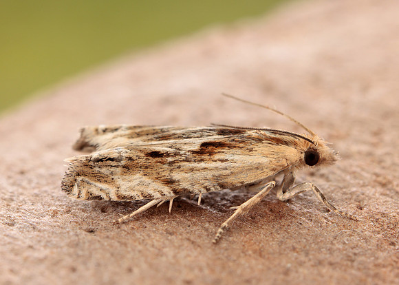 49.265 BF1201 Eucosma cana
