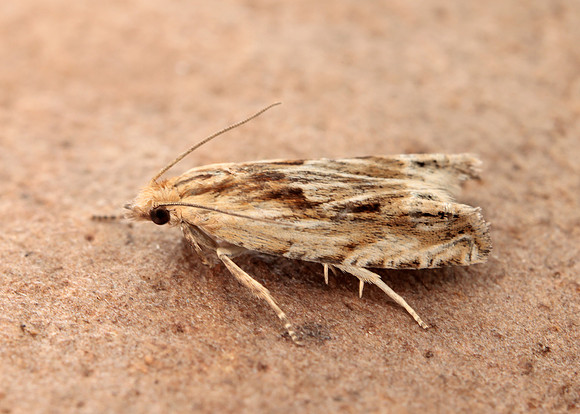 49.265 BF1201 Eucosma cana