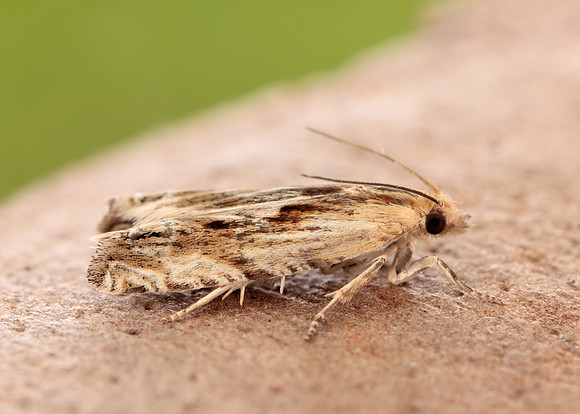 49.265 BF1201 Eucosma cana