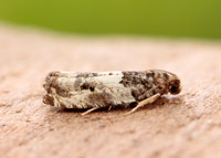 49.279 BF1169 Gypsonoma dealbana