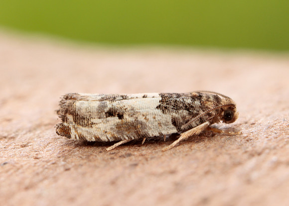 49.279 BF1169 Gypsonoma dealbana