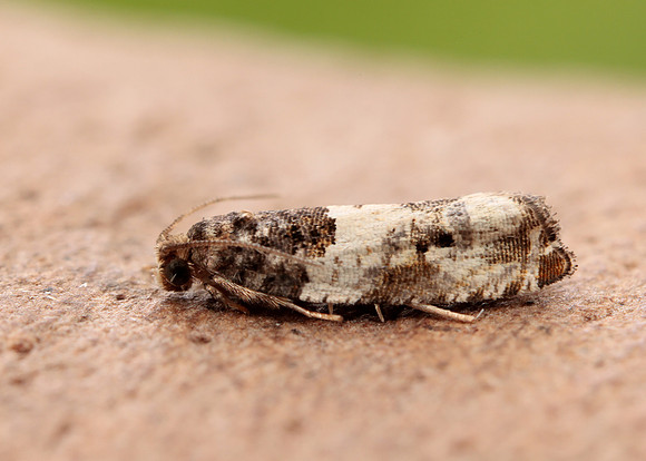 49.279 BF1169 Gypsonoma dealbana